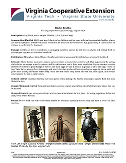JPG, Blister Beetles