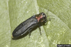 JPG, Rednecked Cane borer