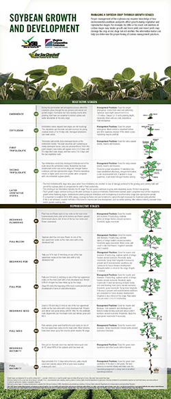 cover, Soybeans Growth and development