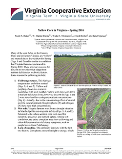 JPG- Yellow Corn in Virginia – Spring 2016