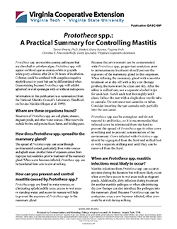 JPG, Prototheca spp.: A Practical Summary for Controlling Mastitis