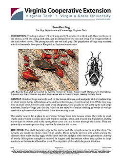 Jpg Boxelder Bug