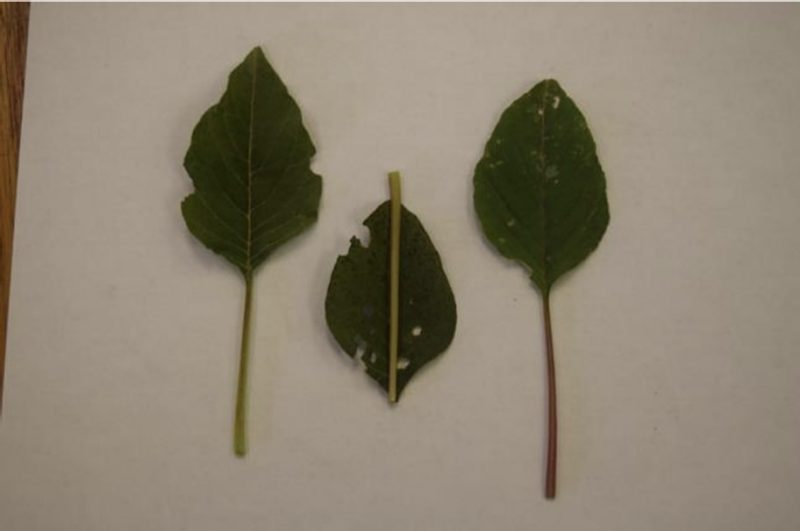 Three leaves of Palmer amaranth with petioles.