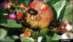 A cluster of adult Japanese beetles feed together on a rose bud.