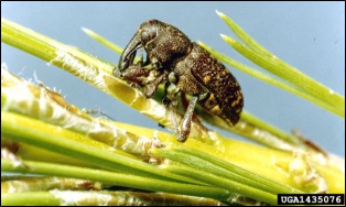 A closeup of an adult pales weevil on pine needles.