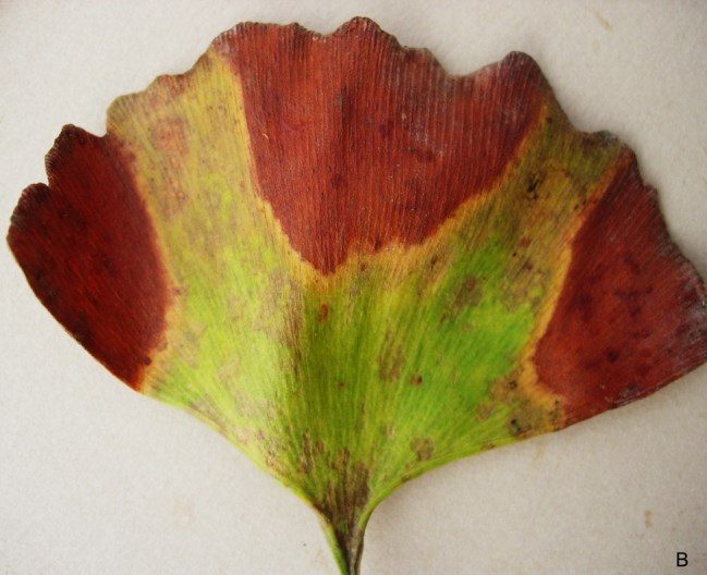 Figure 1B. Characteristic marginal scorch symptoms of bacterial leaf scorch with a band of yellow between brown and green tissue on ginko leaves.