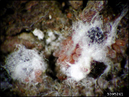 A female balsam woolly adelgid and her eggs are exposed under a woolly covering with another untouched adelgid nearby.