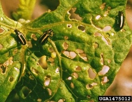 Pale striped flea beetle and damage