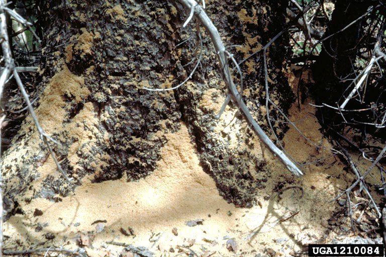 Figure 3, The base of a tree is partially covered with chewed up wood particles from a carpenter ant nest.