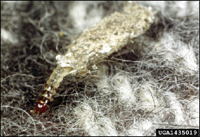 A close up of a caterpillar hiding in a silken bag on wool fabric.