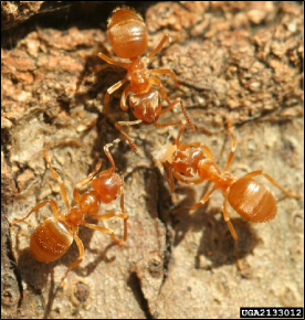 Three ants meet on the bark of a tree.