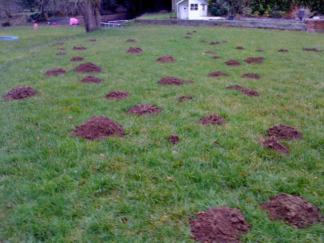 A large green lawn with dozens of brown dirt mounds indicating the presence of moles.