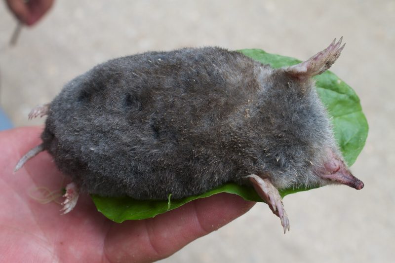 A gray mole lying on its back on a leaf being held in someone’s hand.