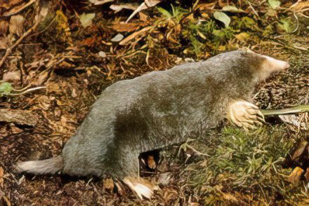 A gray mole with a hairy stubby tail lying on the ground.