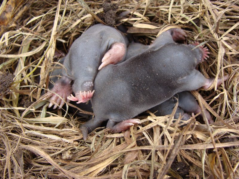 Three gray baby star-nosed moles huddled together in a nest.