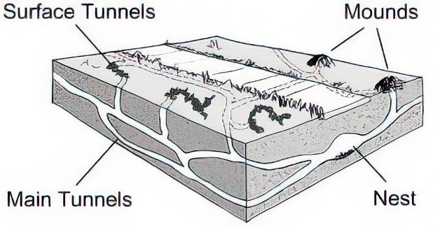 A drawing of a cross-section of a mole tunnel system with main tunnels, surface tunnels, mounds, and a nest highlighted. 
