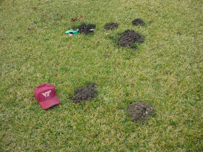A patch of green lawn with six molehills scattered about; a Virginia Tech baseball cap is placed next to one of them, showing the molehills are about the same size as the cap.