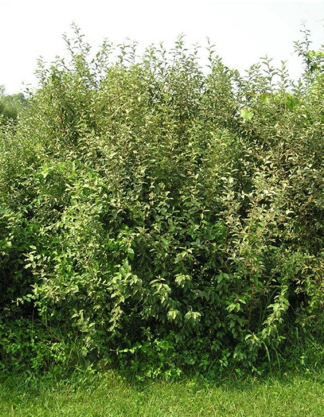An image of a bushy shrub planted in grass.