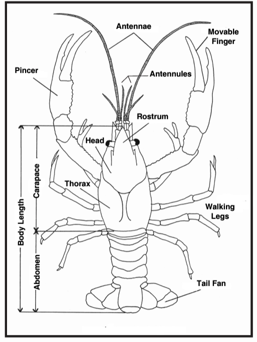 A diagram of the crayfish body parts.