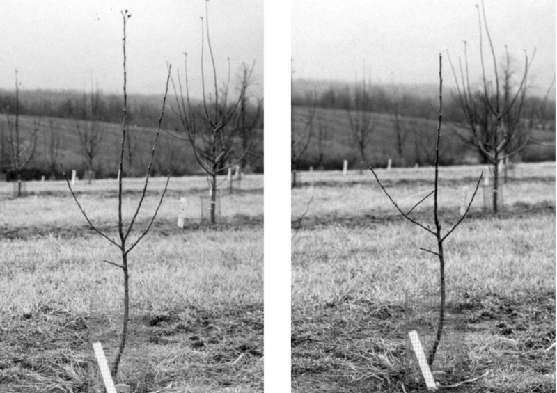 Two photos of one-year-old tree before and after pruning