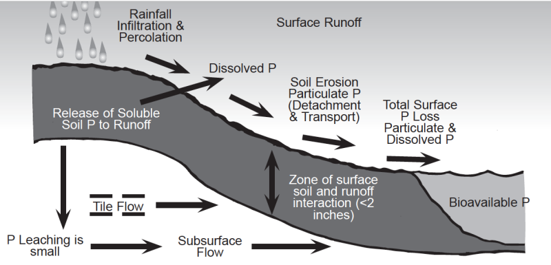 image showing the transport of phosphorus from agricultural fields to surface water