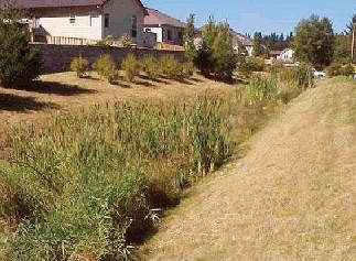 a photo of typical wet swale with houses on the back