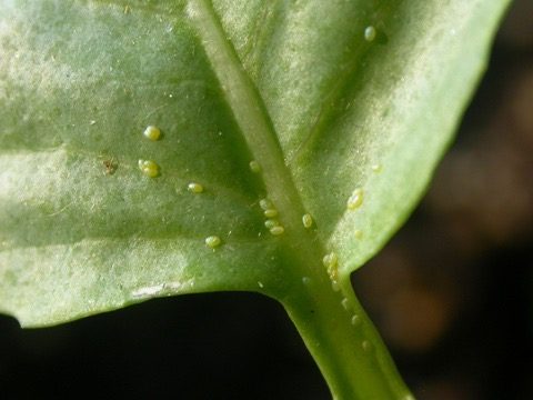 Closeup of DBM eggs on a leaf.