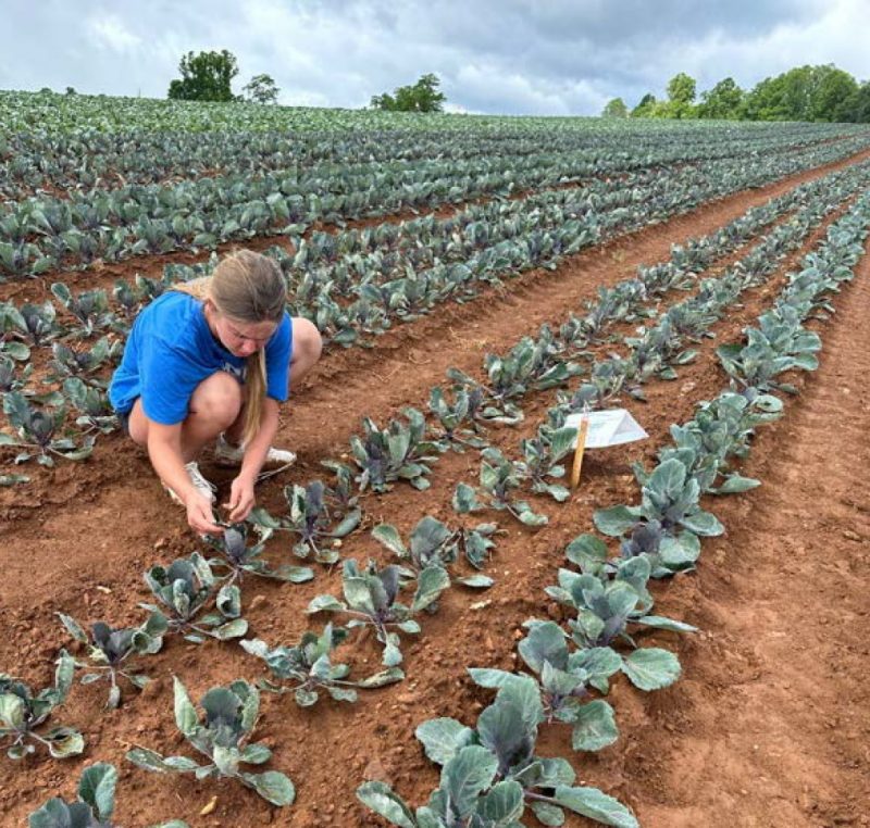A person observing cabbage plants for signs of Diamondback Moth infestation.