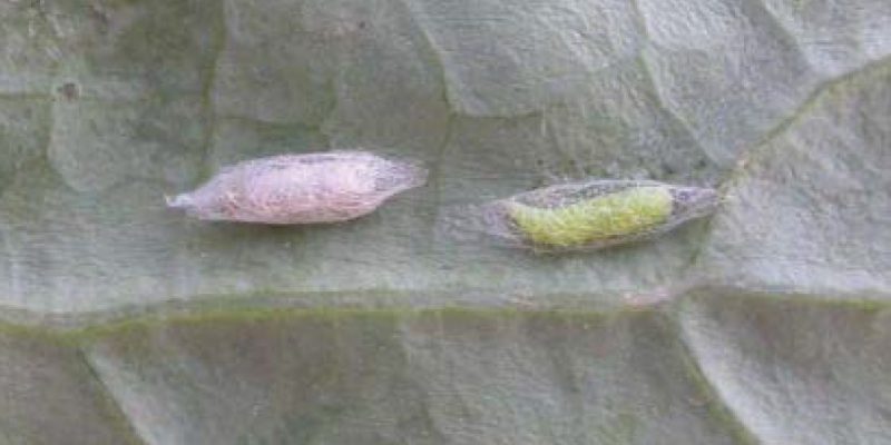 D. insulare pupa and DBM pupa on a brown leaf.