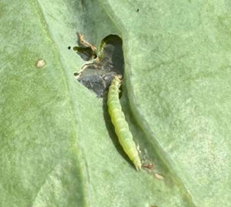 5th instar larvae feeding on green cabbage leaf.