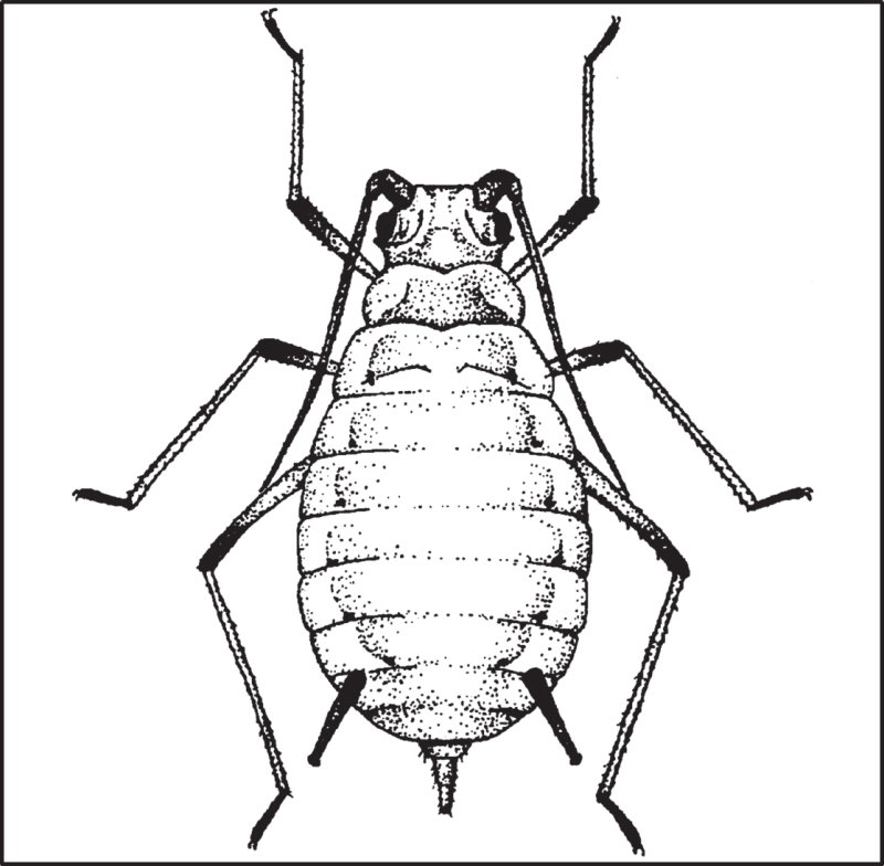 black and white sketch of English Grain Aphid
