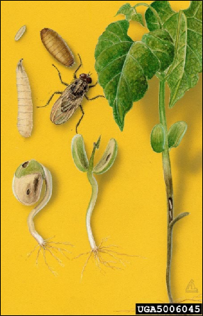 An illustration showing the life stages of seedcorn maggot and the damage it produces in bean seedlings and young plants.