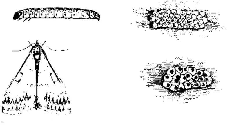 Black and white drawings of a butterfly, caterpillar