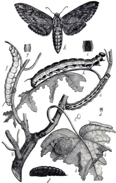 Figure 4, A line drawing depicting the egg, larval, pupal, and adult stages of the catalpa sphinx.