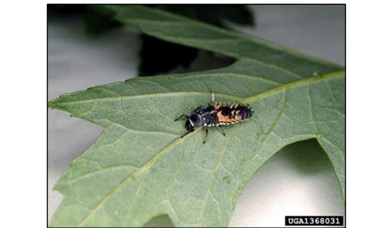 Figure 2. A multicolored Asian lady beetle larva sits on a green leaf.