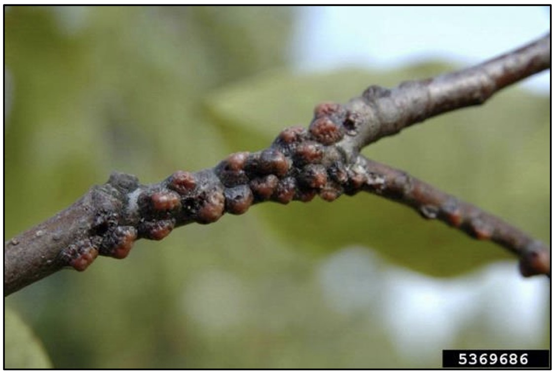 Shiny, large, and brown hemispherical scales clustered on a bare twig.