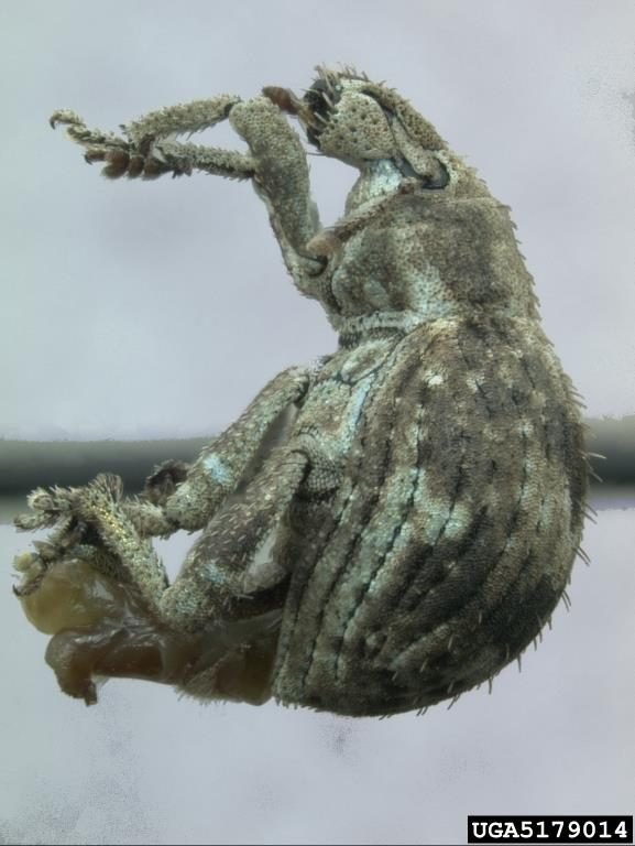 Figure 2. A side view of a mottled brown and tan adult weevil.