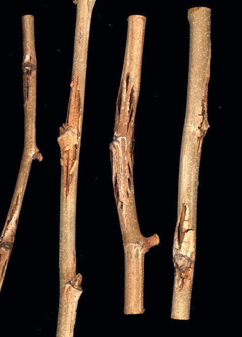four twig sections with lesions