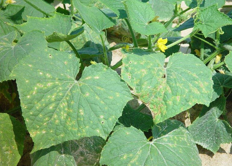 Many large green leaves with yellow splotches.