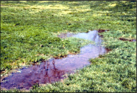 green grass surrounding a low wet spot that has reddish brown color water.