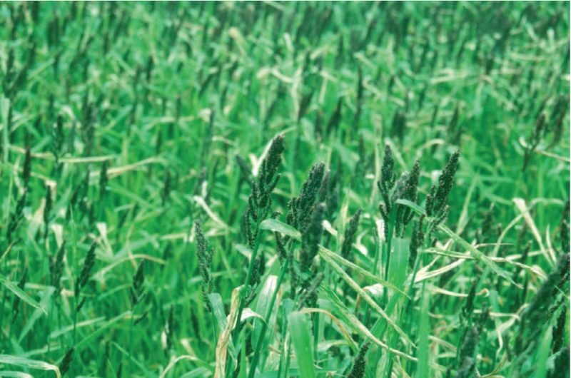 Figure 2. Millets are commonly used as nurse crops during summer seedings. Japanese millet (shown here) is a prolific seed producer that attracts birds and other wildlife to the reclamation area.
