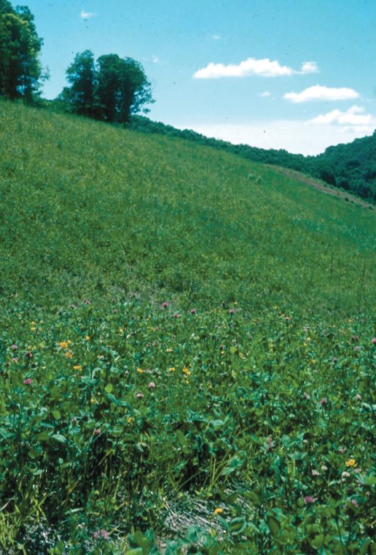 Figure 6. A pasture on a reclaimed mine site in northern West Virginia that was established using several grass and legume species, as described in this publication.