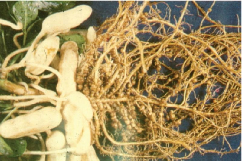 Figure 3. Nodules formed by Rhizobium bacteria on the roots of several legume species. When nodules are present, legumes can “fix” nitrogen from the air, satisfying their own nitrogen nutrition requirements and providing excess nitrogen to nonlegume plant species.