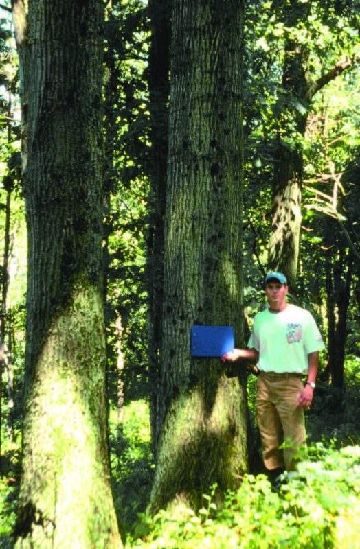 Figure 12. Northern red oak crop trees on mined land after 55 years.
