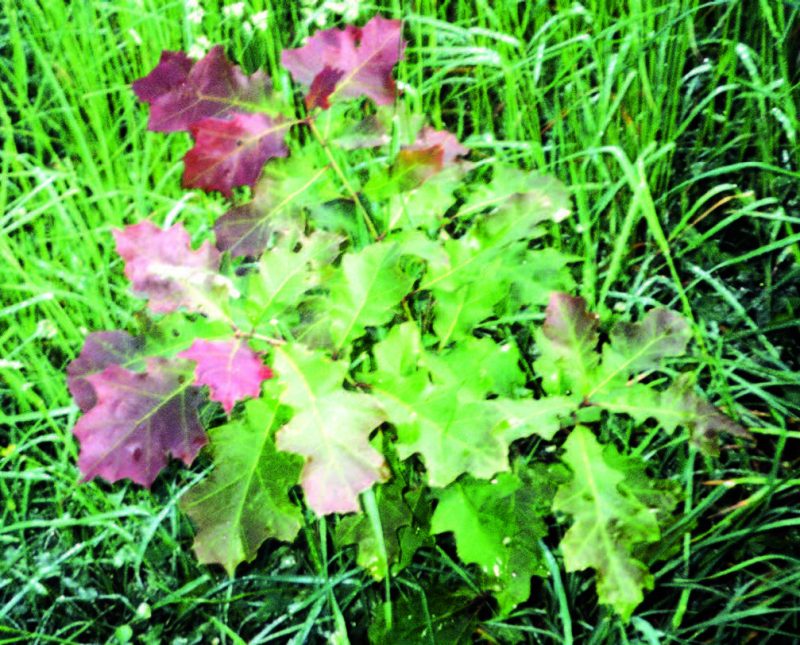 A plant with some leaves that are reddish amongst tall and green grass.