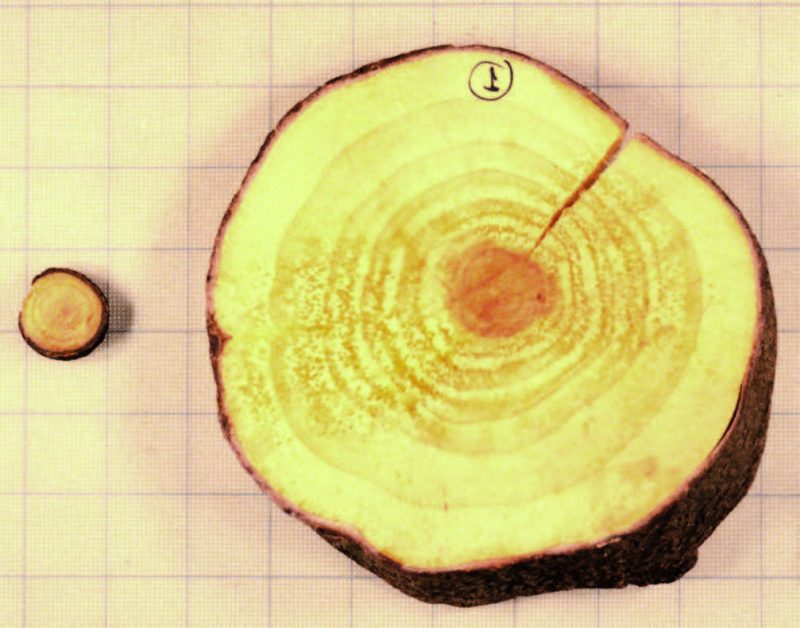 Figure 6. Cross-sections of 8-year-old white pine trees: left, growing on loose sandstone minesoils; right, growing on compacted shale minesoil.; left, growing on loose sandstone minesoils. Note: (Grid line spacing = 1 inch.)