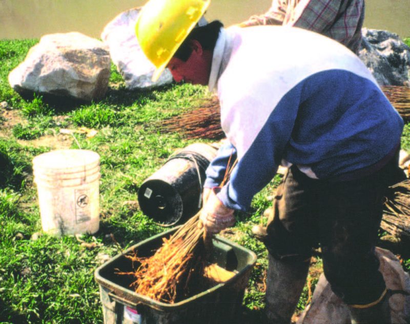 A man in a hard hat bent over and putting seedlings in a plastic tub.