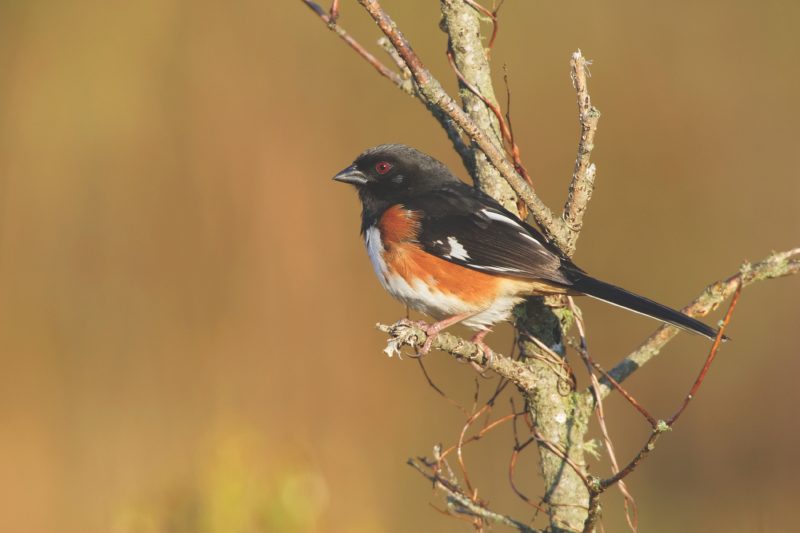 A dark brown, orange and white bird perched on a branch.