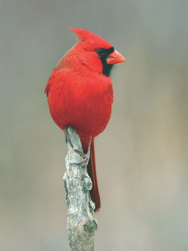 A red cardinal perched on a branch.