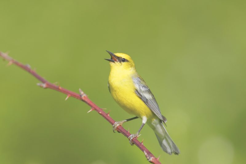 A yellow and gray bird perched on a branch with his beak open.